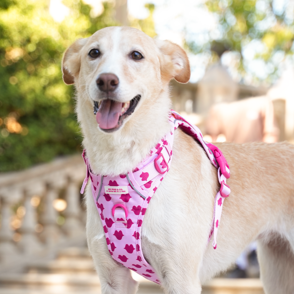 Trail-Hundegeschirr Corazones von Agatha Ruiz de la Prada