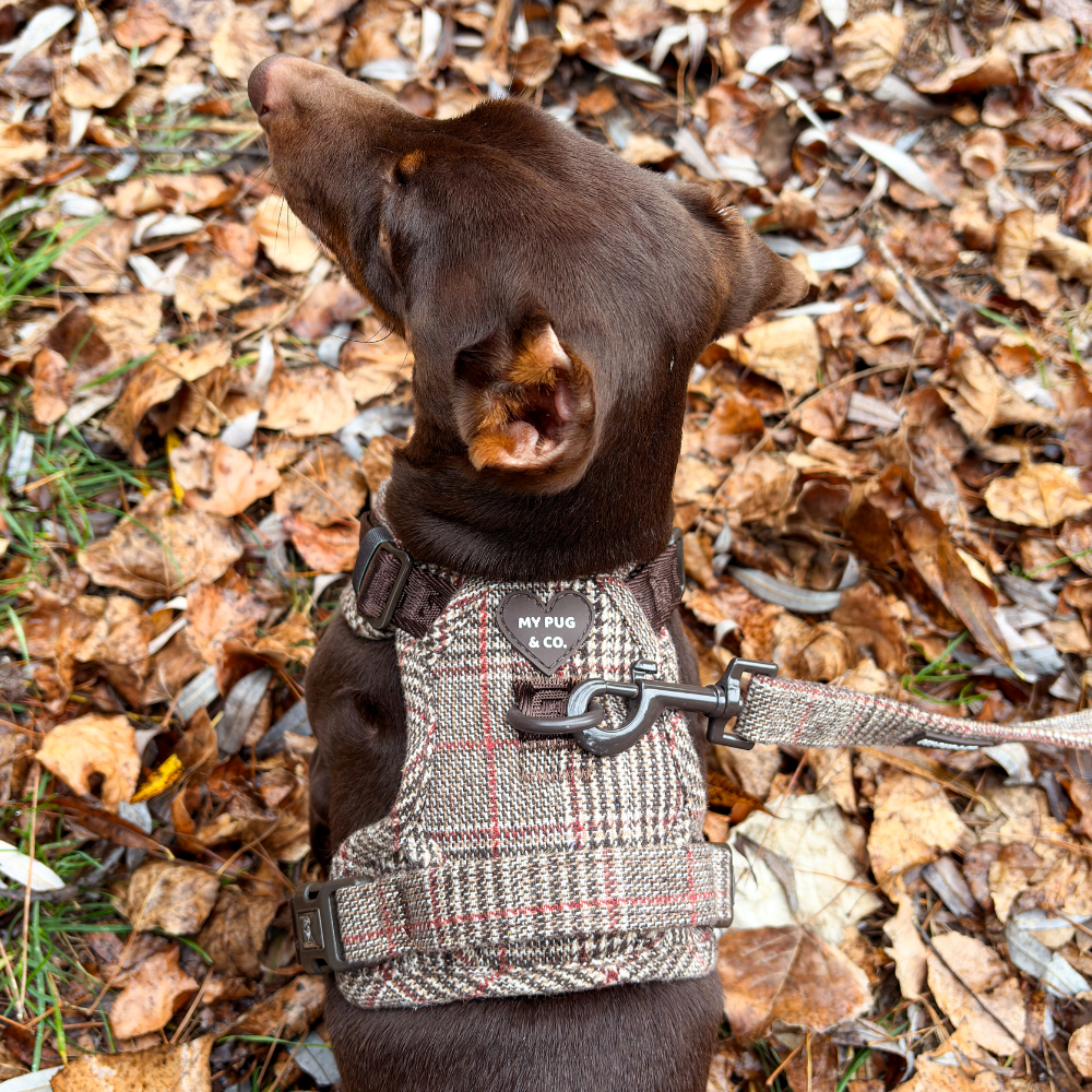 Arnés Todoterreno Tartán