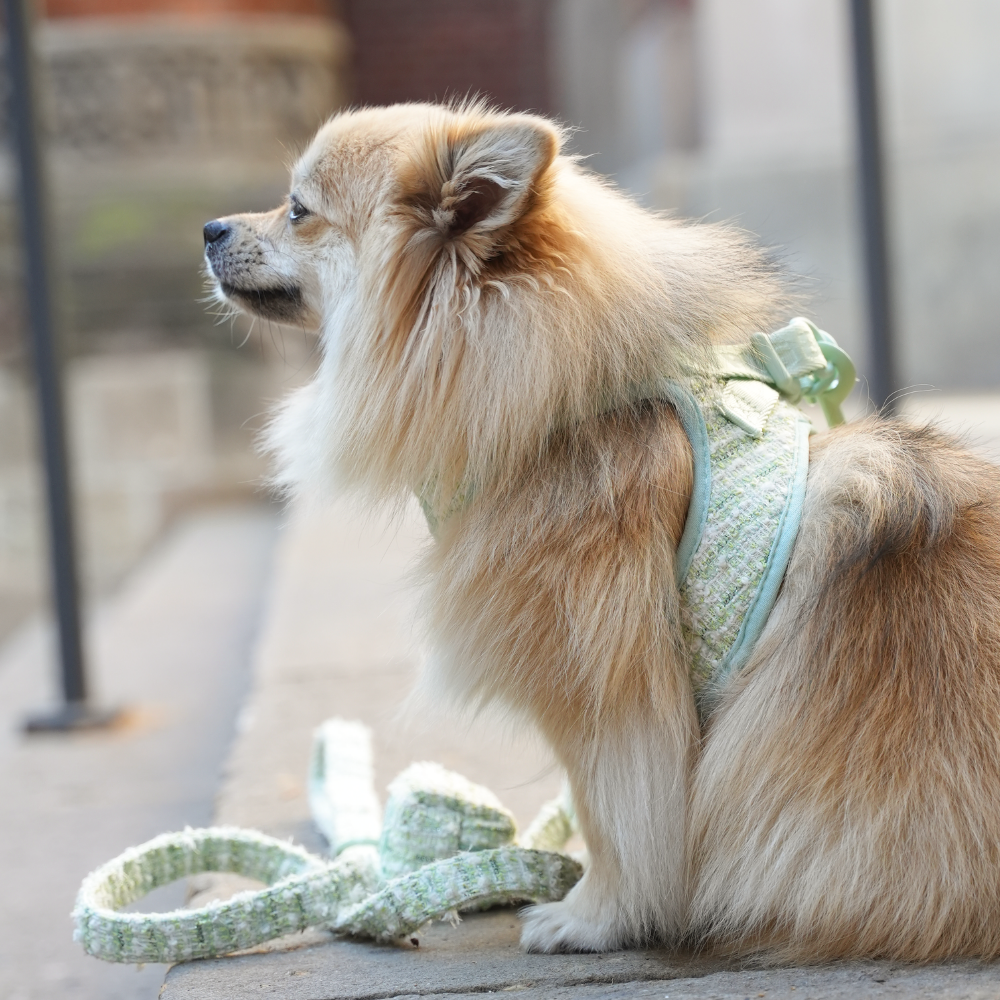 Mint Chic Step-In Harness