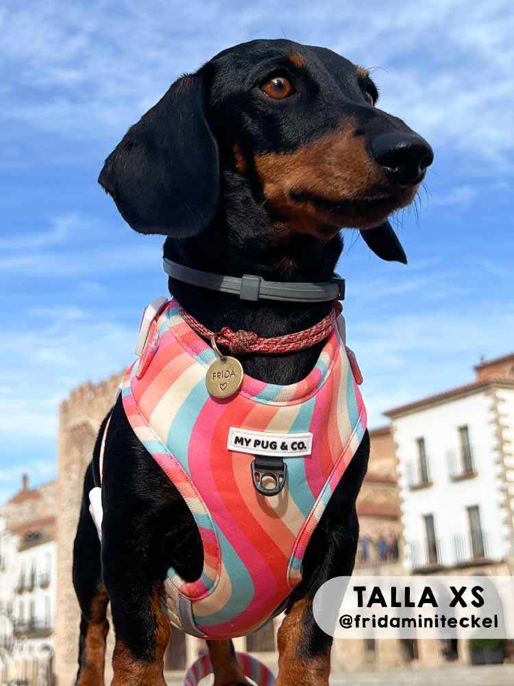 Arnés Ajustable Lollipop - MyPug&Co