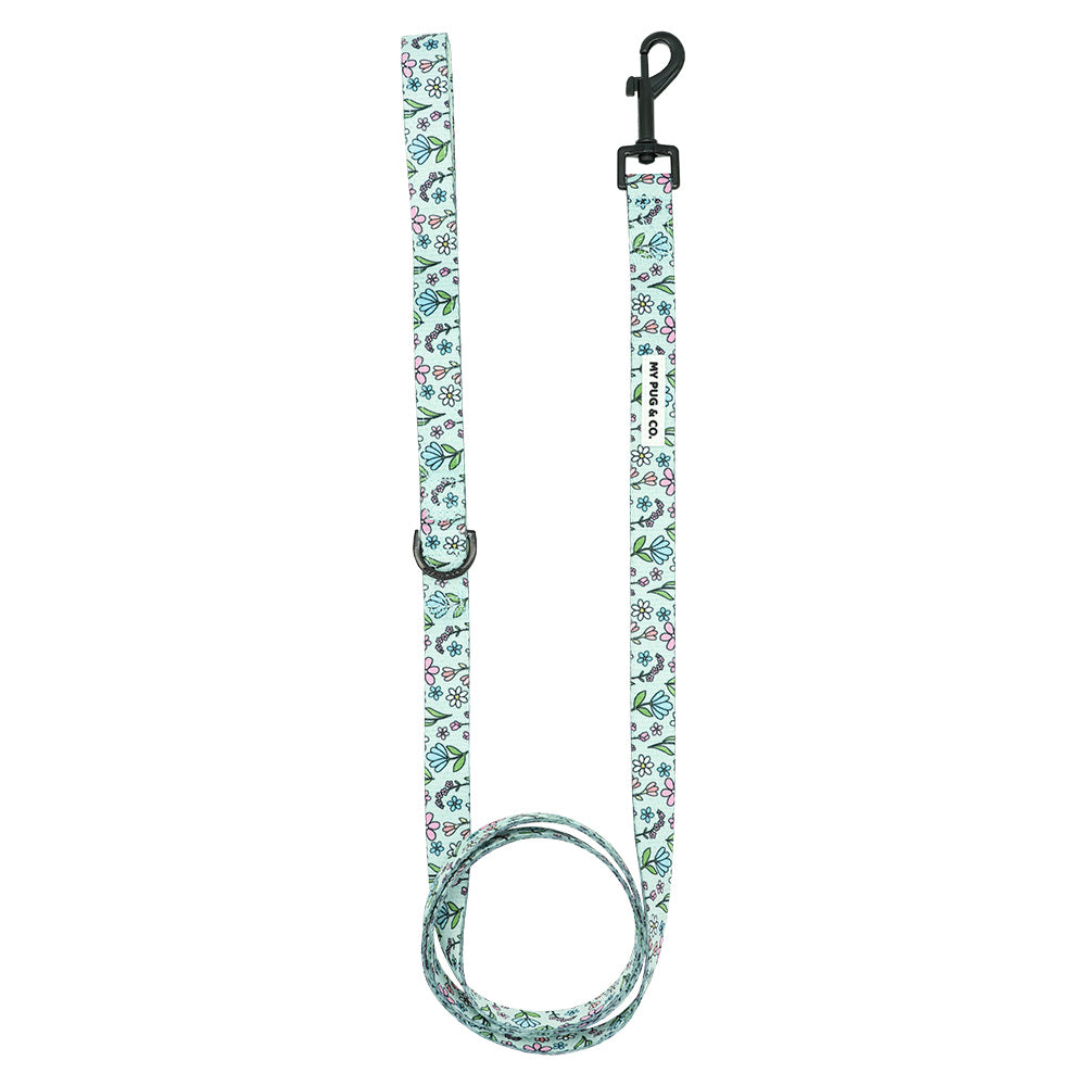 Correa Spring Flowers