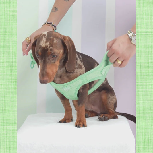 Matcha Green Body Harness Pack
