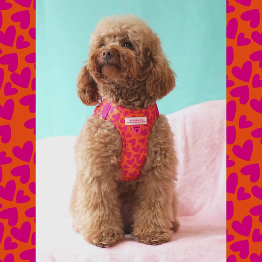 Hearts Harness Step In My Pug & Co by Agatha Ruiz de la Prada