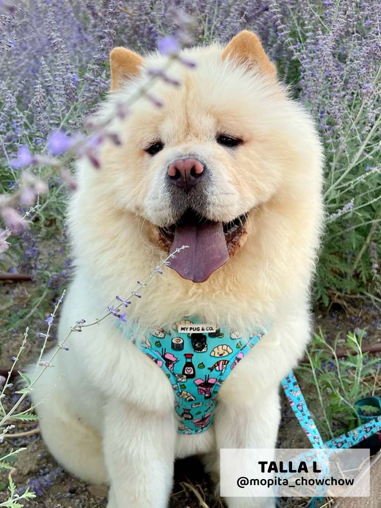 Arnés Ajustable Sushi - MyPug&Co
