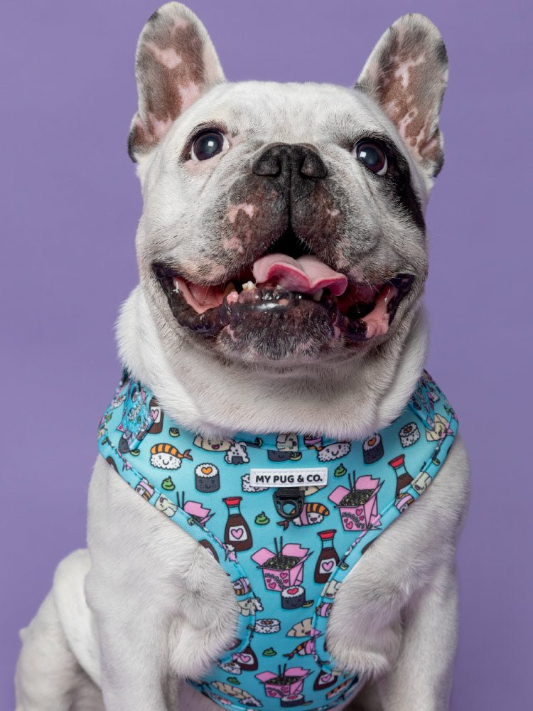 Arnés Ajustable Sushi - MyPug&Co