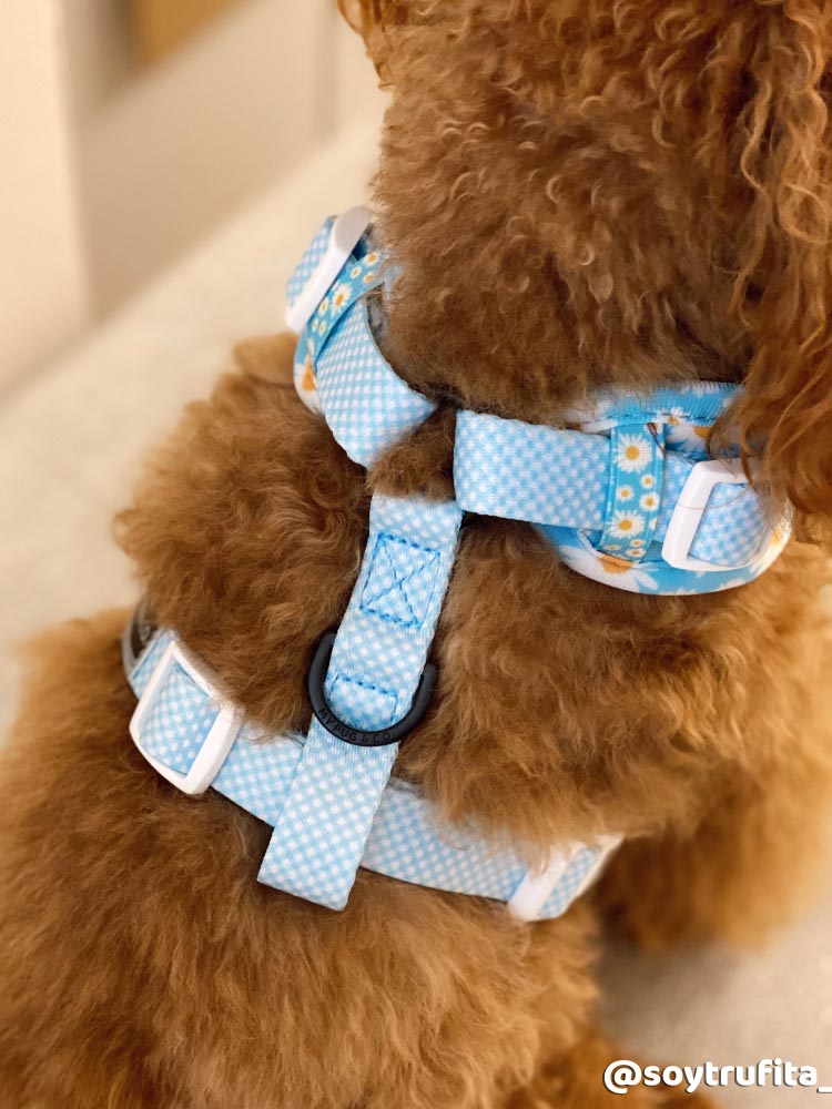 Arnés Ajustable Every Daisy - MyPug&Co