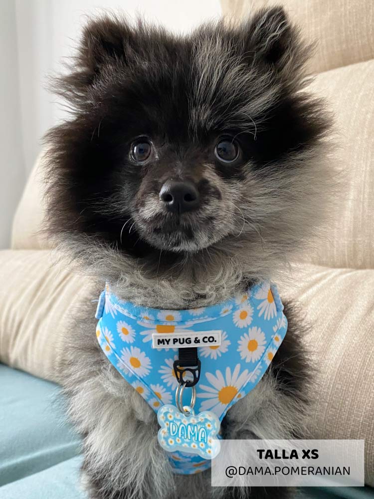 Arnés Ajustable Every Daisy - MyPug&Co