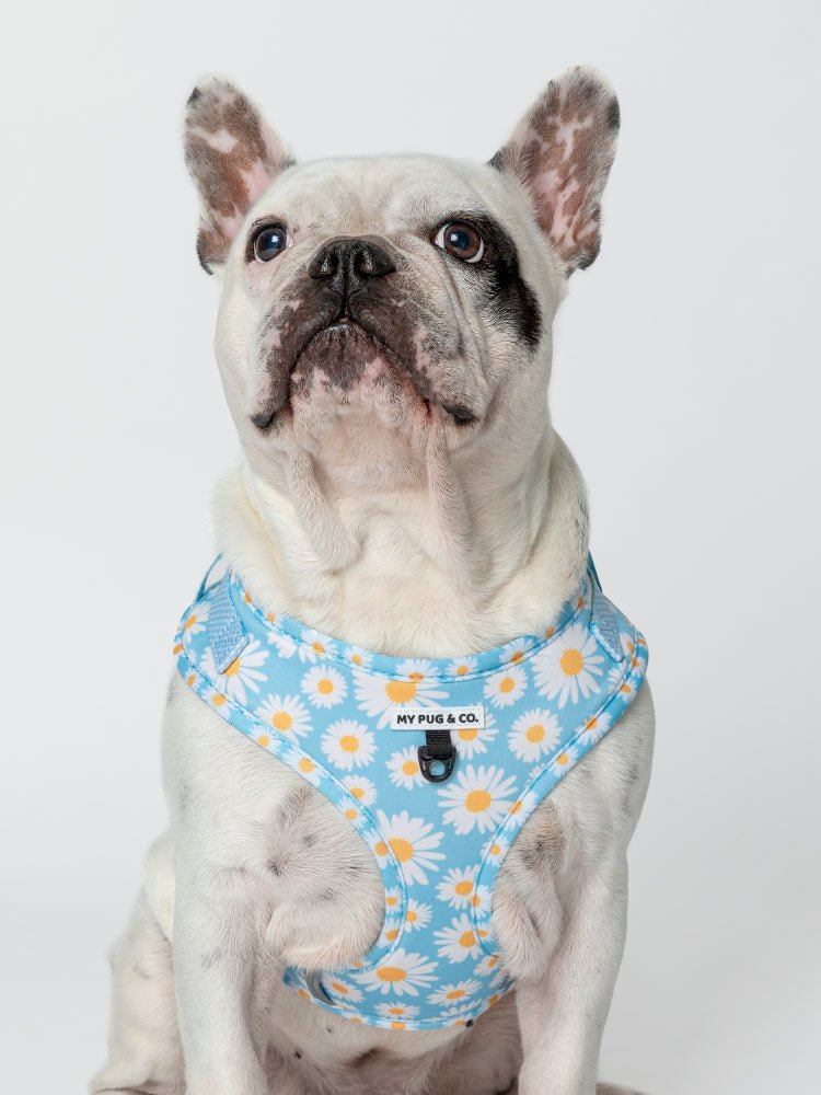 Arnés Ajustable Every Daisy - MyPug&Co