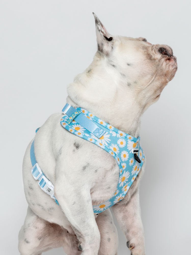 Arnés Ajustable Every Daisy - MyPug&Co