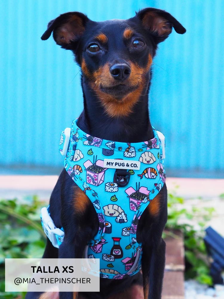 Arnés Ajustable Sushi - MyPug&Co