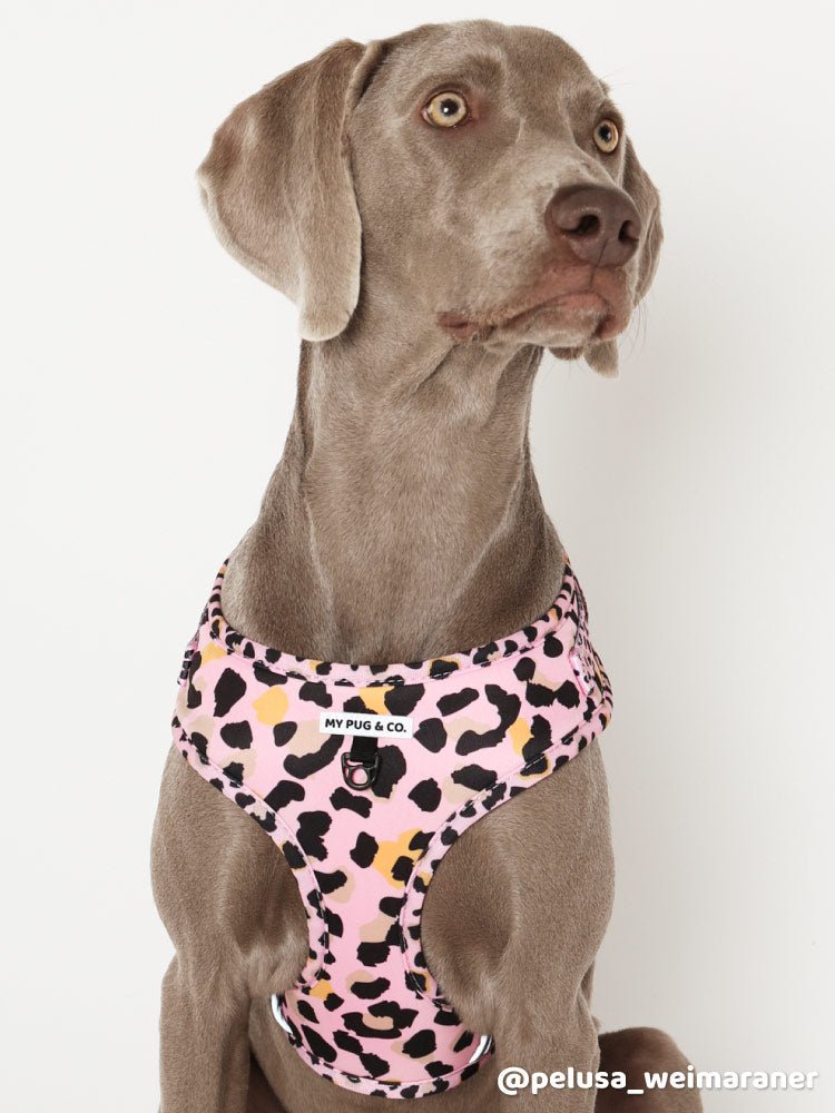 Arnés Ajustable Safari - MyPug&Co