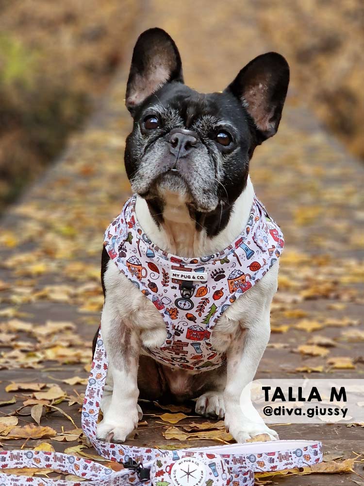 Arnés Ajustable Pumpkin Spice - MyPug&Co