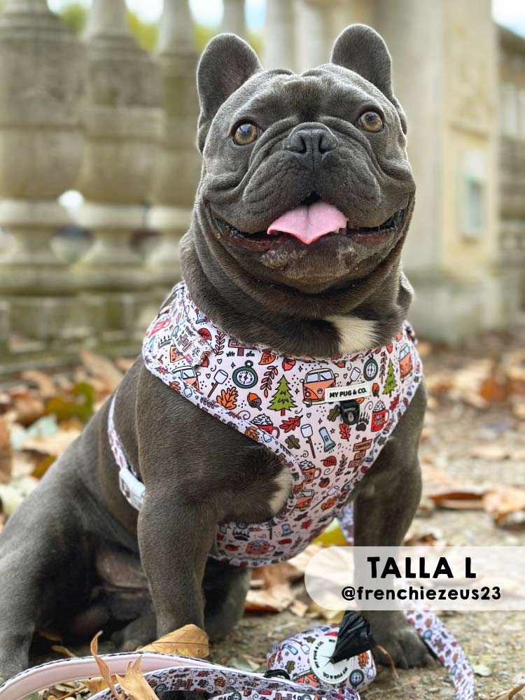 Arnés Ajustable Pumpkin Spice - MyPug&Co
