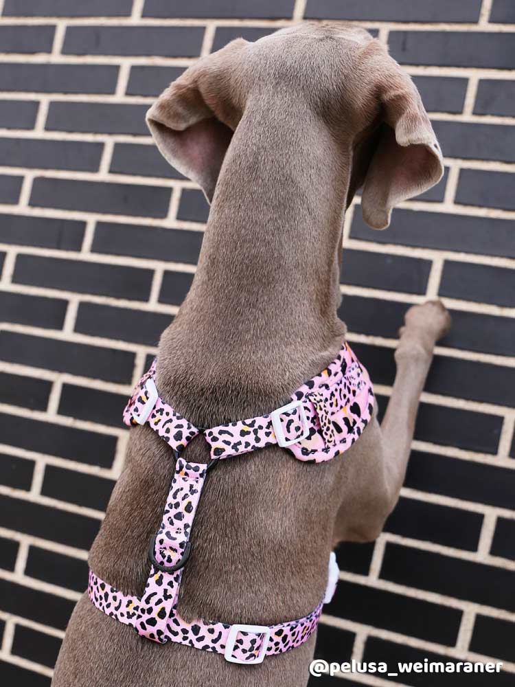 Arnés Ajustable Safari - MyPug&Co