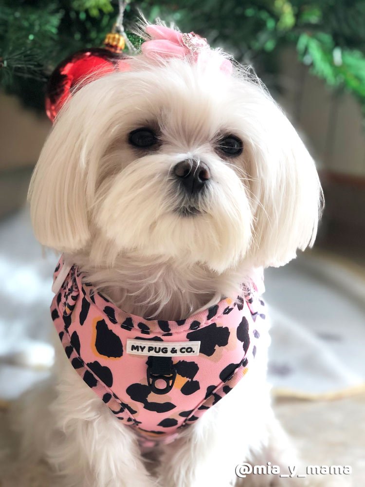 Arnés Ajustable Safari - MyPug&Co