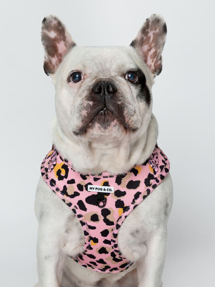 Arnés Ajustable Safari - MyPug&Co