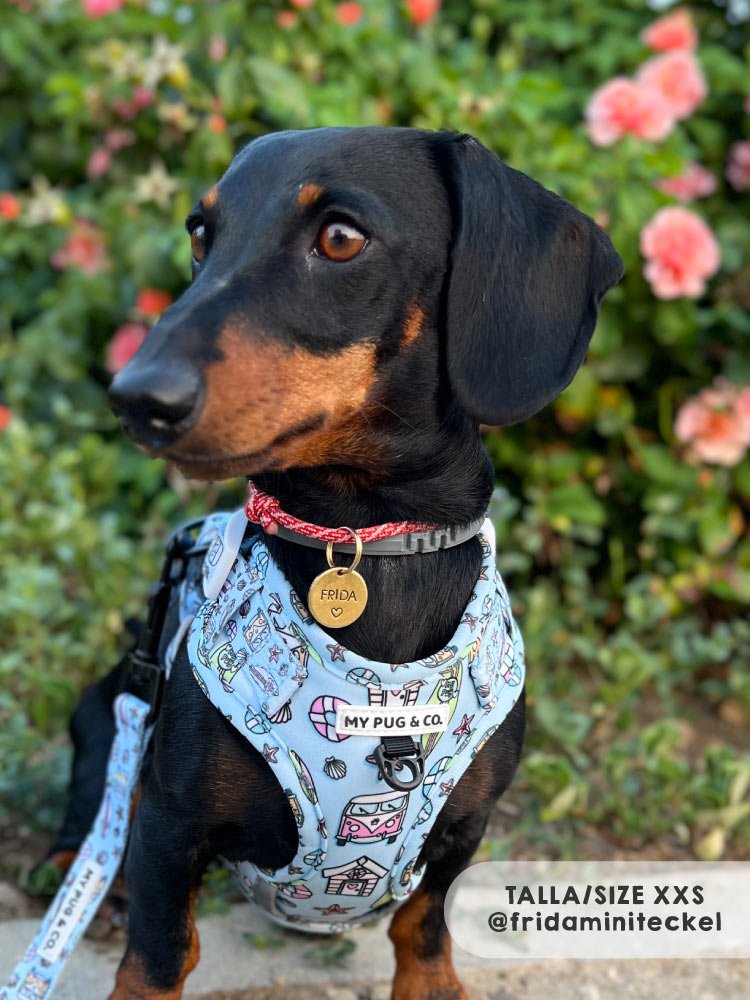 Arnés Ajustable Surf - MyPug&Co