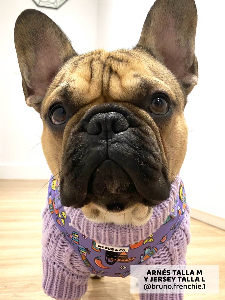 Jersey Lila - MyPug&Co