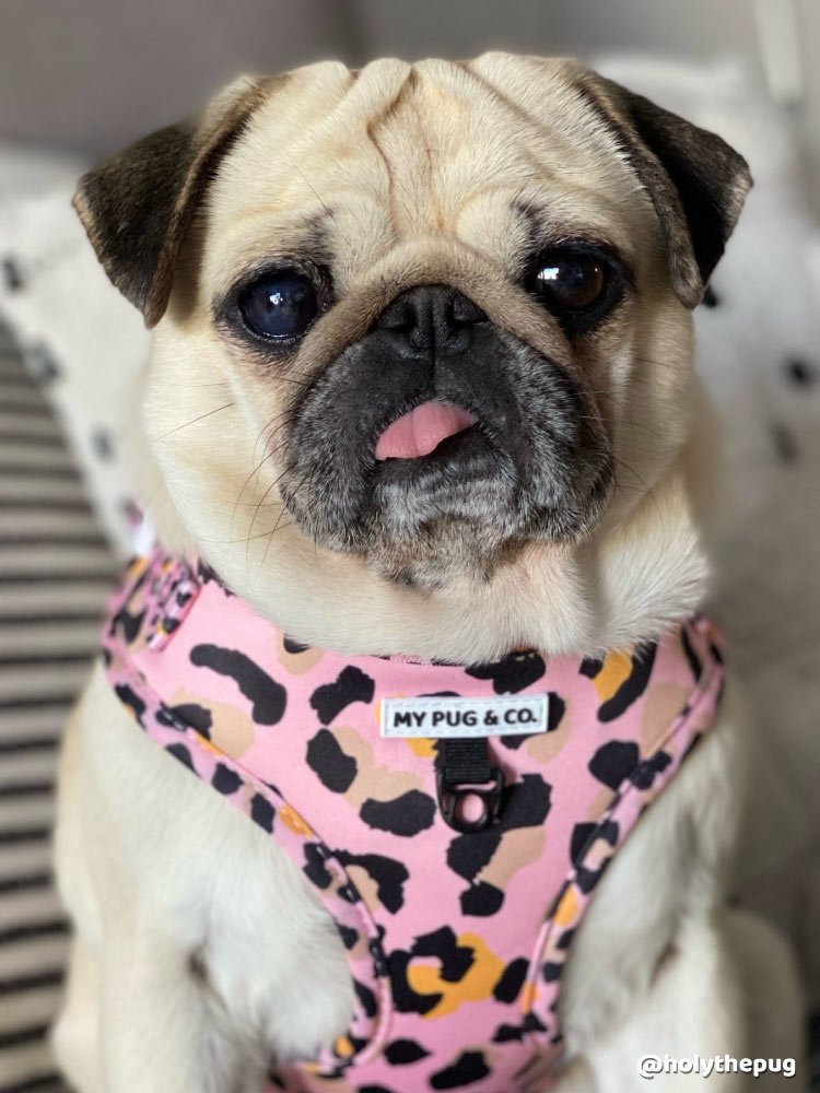 Arnés Ajustable Safari - MyPug&Co