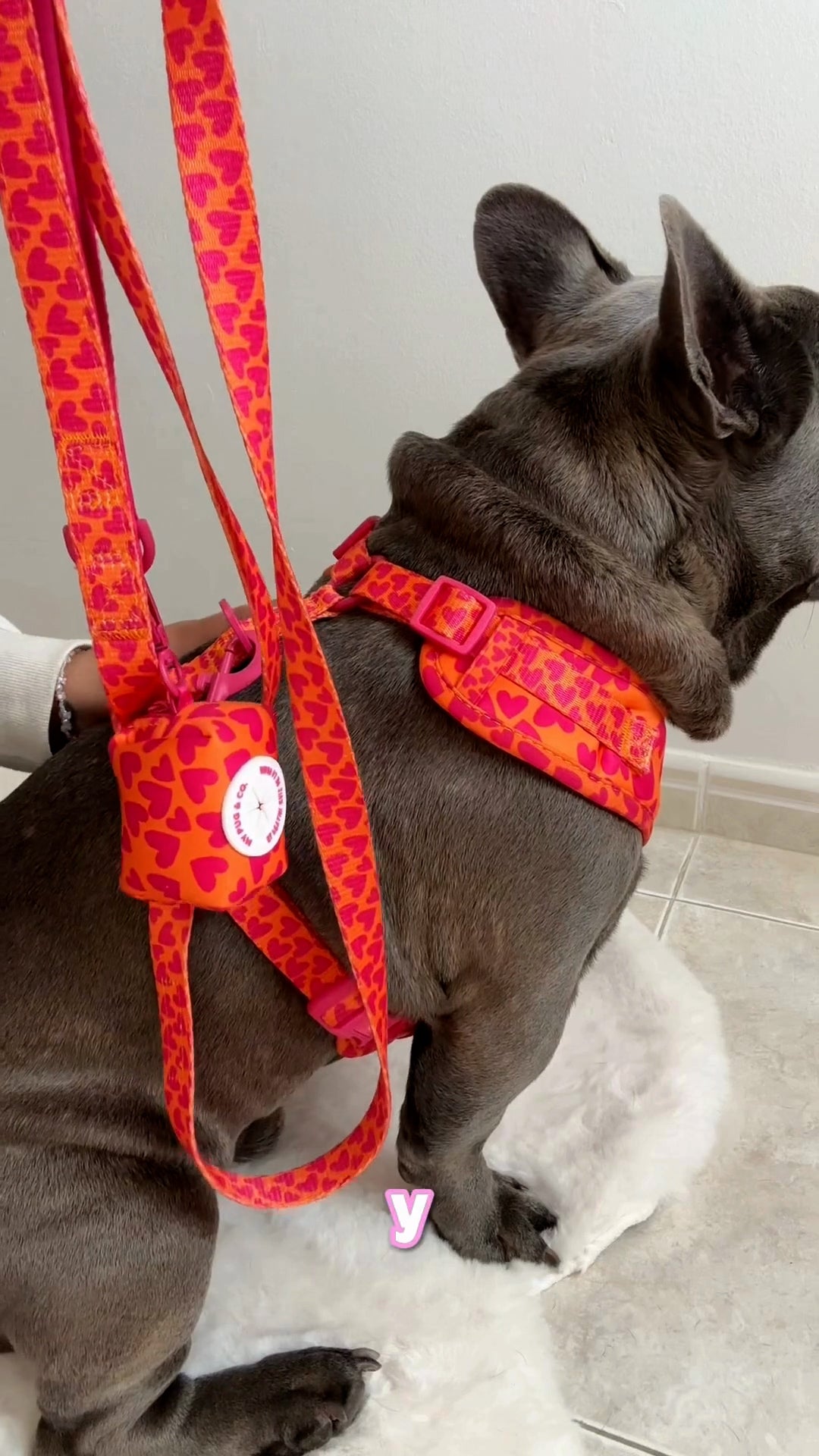 Correa Chihuahua – MyPug&Co