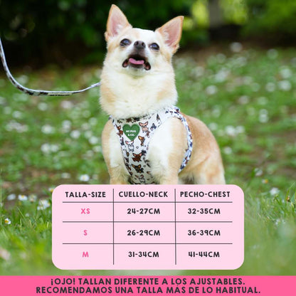 Pack Arnés Body Chihuahua