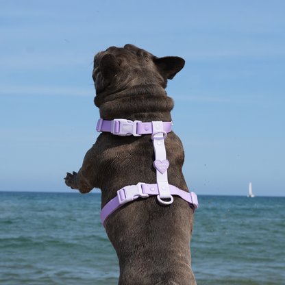 Arnés Ajustable Waterproof Lila