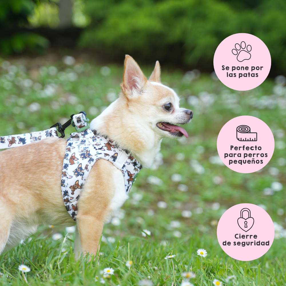 Pack Arnés Body Chihuahua