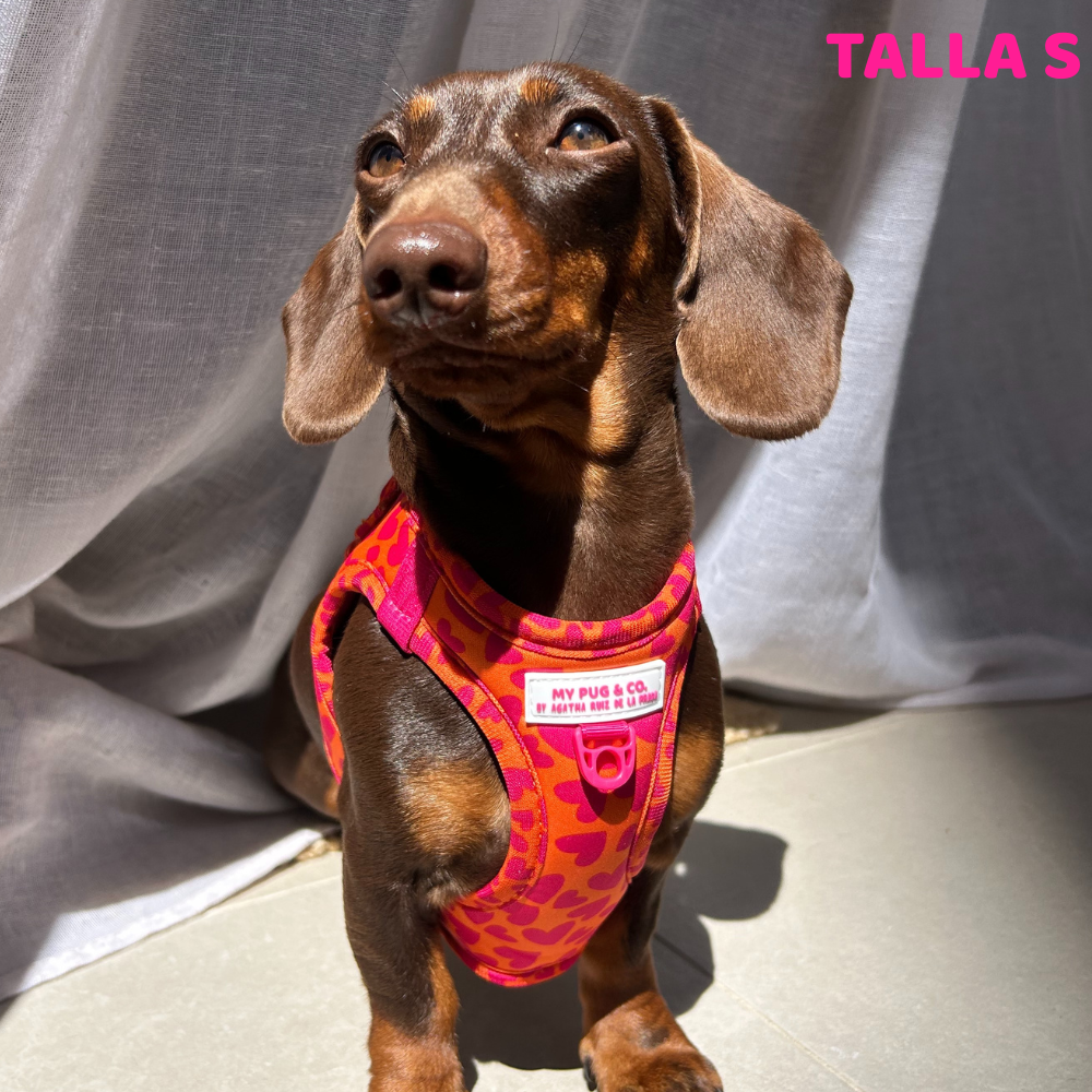 Herz-Körpergeschirr von Agatha Ruiz de la Prada