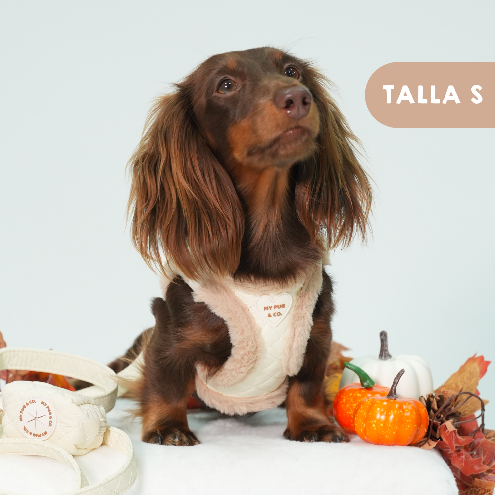 Arnés Body Teddy Luxe