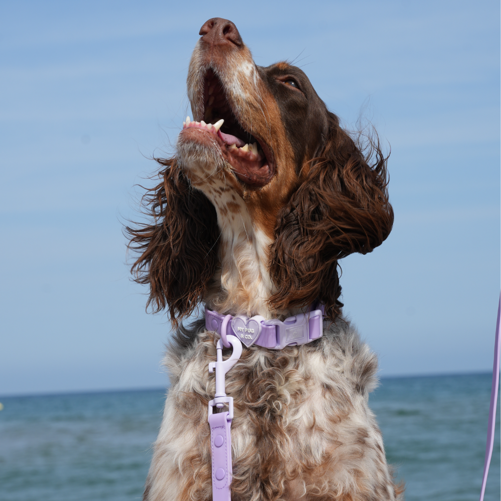 Collar Waterproof Lila