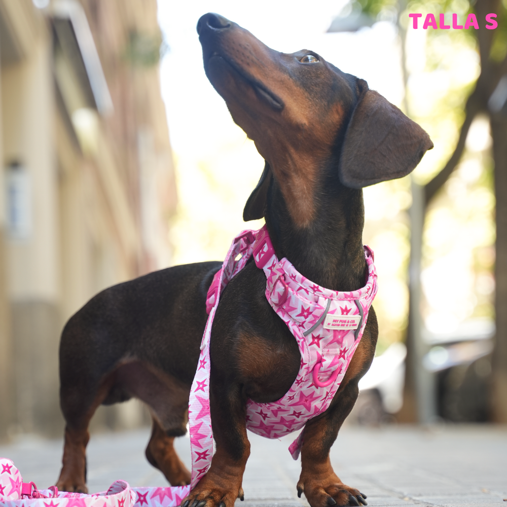 Trail-Hundegeschirr Farbenfrohe Blumen von Agatha Ruiz de la Prada