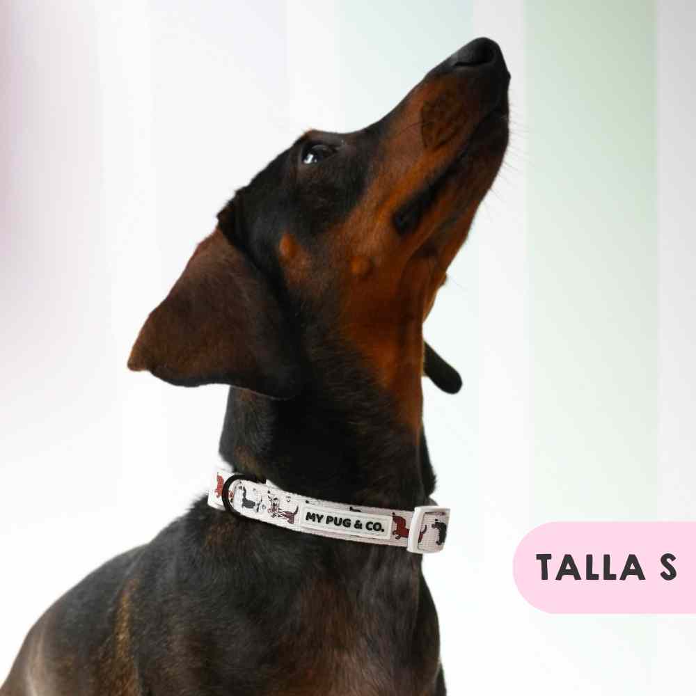 Collar Teckel