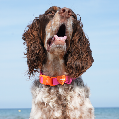 Collar Waterproof Rosa - Naranja