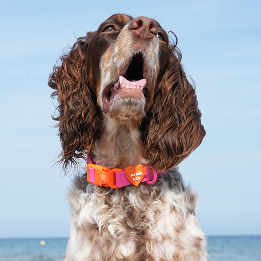 Collar Waterproof Rosa - Naranja
