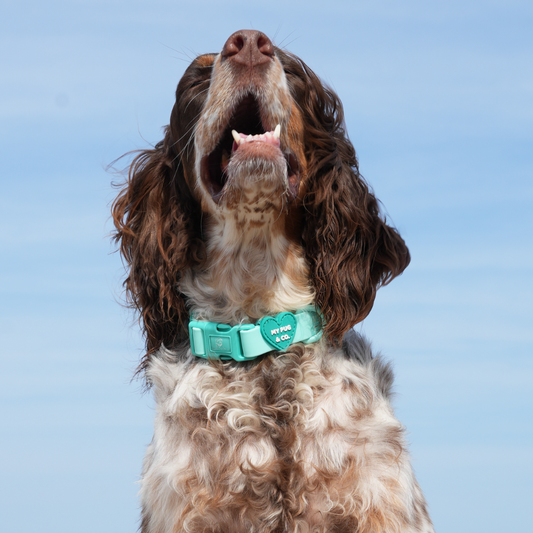 Collar Waterproof Turquesa - Verde