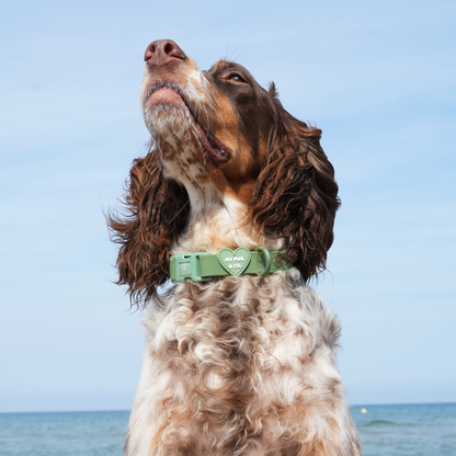 Collar Waterproof Verde