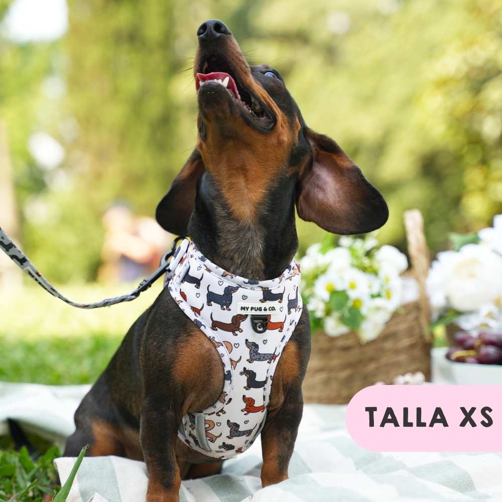 Perro Salchicha Chubasquero Para Teckel Chubasquero Teckel Sales