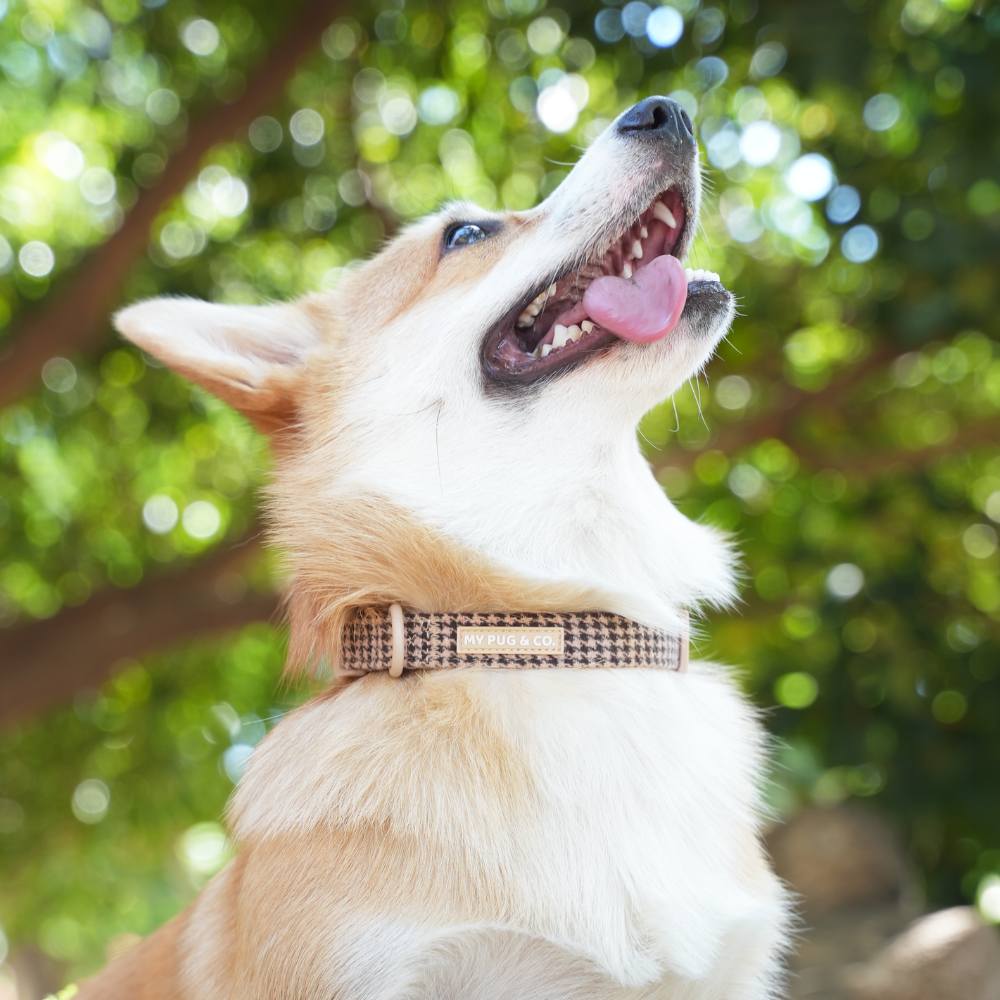 Verstellbares Hundehalsband Pata de Gallo