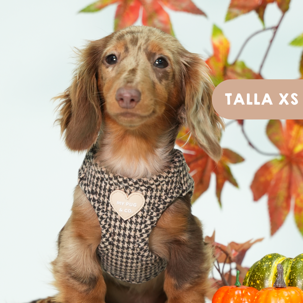 Arnés Body Pata de gallo