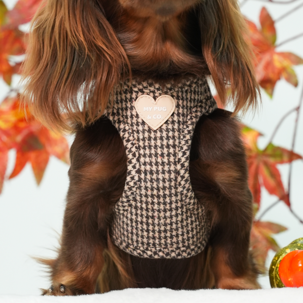 Arnés Body Pata de gallo