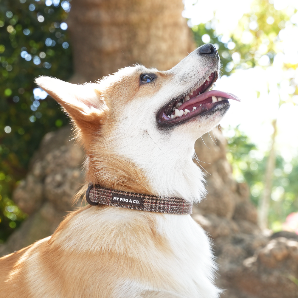 Verstellbares Hundehalsband Tartán