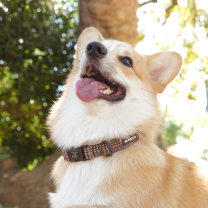 Verstellbares Hundehalsband Tartán
