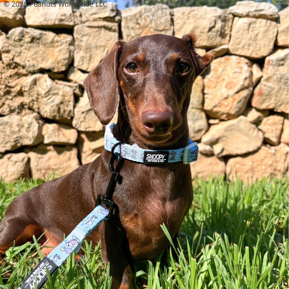 Collar Snoopy™️ Beach