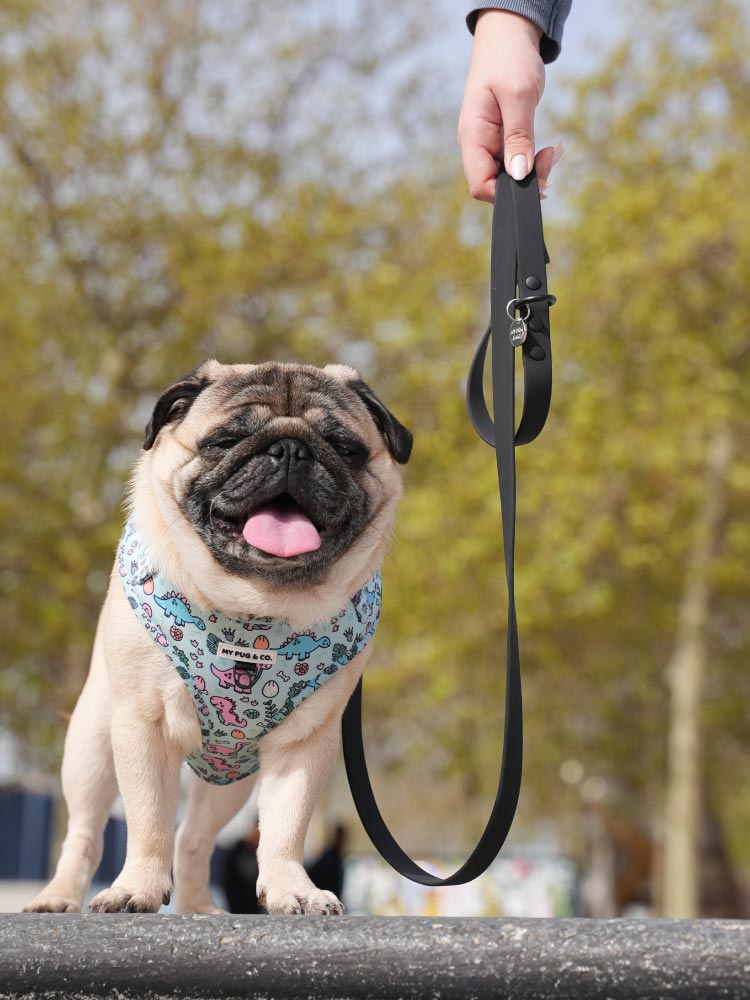 Pug leash best sale