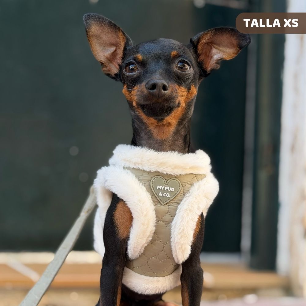 Step-In-Geschirr Après-Ski