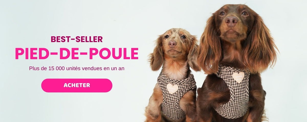 Collection Cinnamoroll et Kuromi de My Pug & Co : caniche et teckel avec harnais officiels