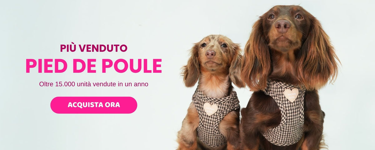 Collezione Cinnamoroll e Kuromi di My Pug & Co: barboncino e bassotto con pettorine ufficiali