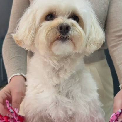 Step-in Hundegeschirr von Hello Kitty (Rosa)
