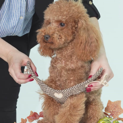 Arnés Body Pata de gallo