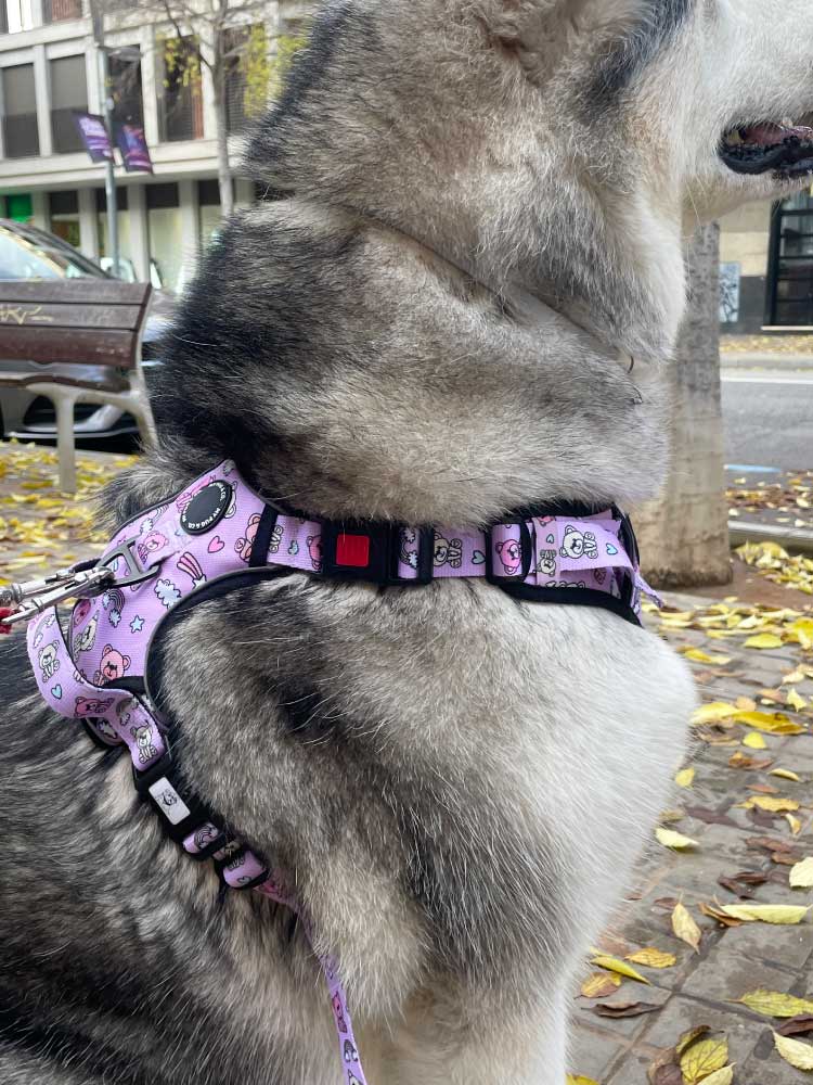 <tc>Teddy Bears Trails Harness</tc>